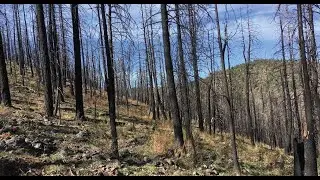 Temporal changes in rainfall intensity-duration thresholds debris flows in recovering burned area