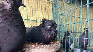 Health master for all type of pigeon problem sukhe me aana sardi eyes infaction muh khol k sas lena 