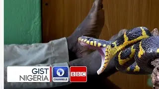 Fighting Snakebite Envenoming In North East Nigeria