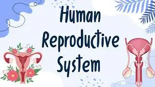 GRADE 5 SCIENCE REVIEW QUIZ  Human Reproductive System