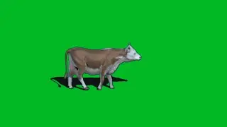 Red And White Cow Walking Green Screen