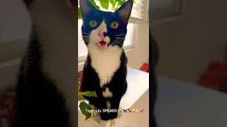 A Conversation with a CAT! Tiger Lily Tells it Like it IS!! 🐈&zwj;⬛😻🤣😸😸🙀💕