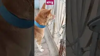 #dog #trending #viral #short video 🦮