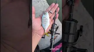 gt on nano jig #catchandrelease #giantrevally #fishing #ultralightfishing #shimano #mifine #zeake