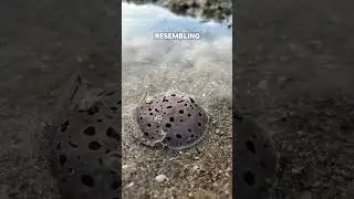 [SINGAPORE] The Moon-headed Sidegill Slug