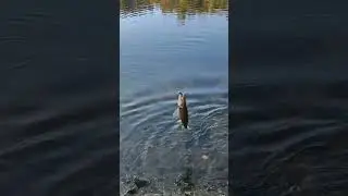 pesca de L&uacute;cio perca em Belver , Portugal!