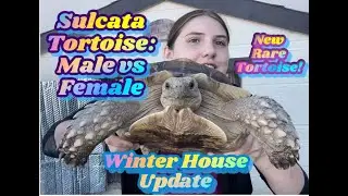Differences Between Male and Female Sulcata Tortoises + Winter Enclosure Update + New Tortoise!