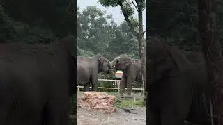 #elephant #elephantlover #elephants #elephantvideos #babyElephant #mukbang #Short