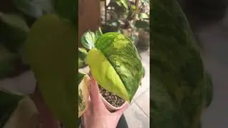 #plant #planttiktok #plants #indoorplant #scindapsus #music #electronicmusic #planting