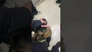 Military Dog Sees Bite Jacket in Elevator #dogs #animals