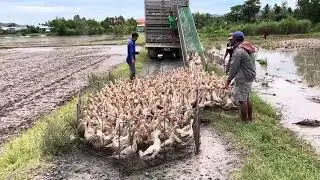 Colorful Village Life: Herding Ducks by Truck & Boat Through Beautiful Fields in Rural Asia