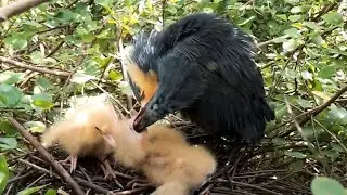 Black bittern Birds  Little birds in a beautiful nest (EP27) Beautiful Black bittern Birds