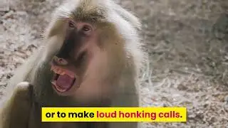 Top 10 ugliest animals on the planet