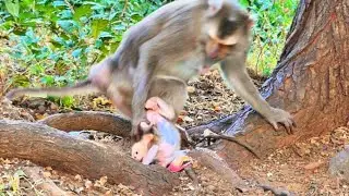 Poor Little Baby Monkey Falls While Clinging to Loving Mom