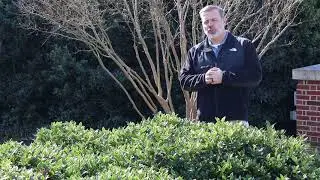 Carissa Chinese holly (Ilex cornuta 'Carissa') - Plant Identification