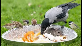 Wild Birds Eating Homemade Food