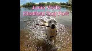 Junie Visits Chatfield State Park Dog Off Leash Area