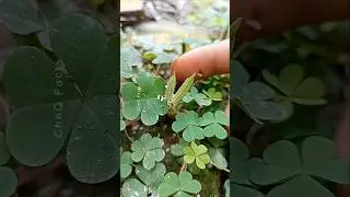 The Secret Power of Creeping Wood Sorrel You Need to Know! #plants #shorts #farming