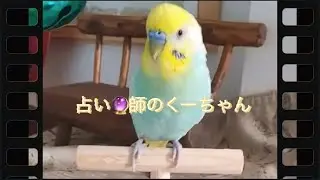 天使の占い師インコのくーちゃん🔮＊関西弁のくーちゃん＊