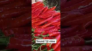 panen cabai merah merona