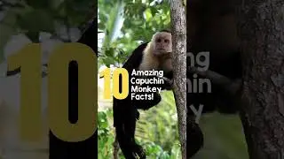 The CAPUCHIN MONKEY! 10 Amazing Facts Intro #monkey #capuchinmonkey #amazing #facts #10facts