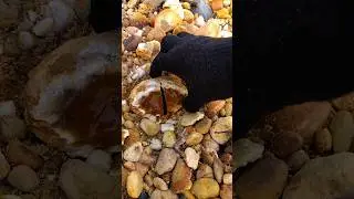 I found a yellow agate stone and immediately split it #jade #crystals #diamond #gemstones #agate
