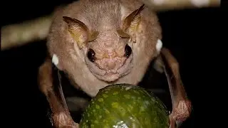 Bats, Whitenose Fungus, Chikungunya, and Parasite Vectors of Disease by Dr. Luis Escobar