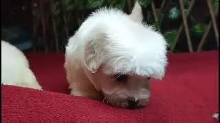 Maltese Puppies For Sale &mdash; Find Lovely Companions Near You