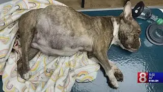 Police investigating after pregnant dog was found abandoned in an East Hartford parking lot