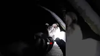 A kind man rescue white tiger cute baby #animalrescue #animals #wildliferescue