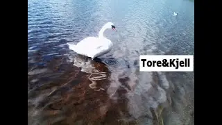 ICoverTheWaterfront