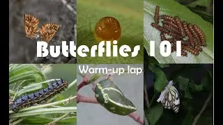 From Egg to Wings: The Secret Life of a Butterfly
