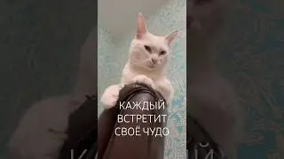 Маиза королева автомойки #shortsfeed #catvideos #catshorts #catlife #whitecatmaiza #cat