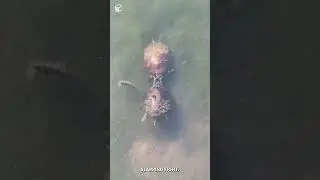 Turtle Mating Ritual 🐢 #shorts #turtle #ocean