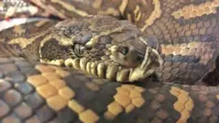 Python, from which took 500 ticks, treat anemia