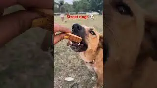 Street dog lover 🐶❤️ | Dehradun city