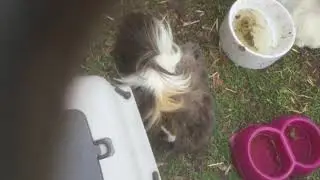 Guinea pig sad because other guinea pig is DEAD