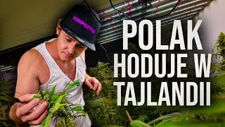 POLACY uprawiają 🥦🥦🥦  w TAJLANDII 🇵🇱
