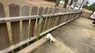 @SomethingToBarkAbout 