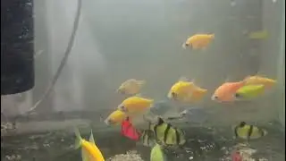 SGS ornamental fish mix color fish 
