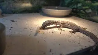 Dwarf Monitor Battles Superworm