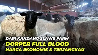Review Harga Domba Dorper Full Blood Di Slawe Farm Terkini | @AGROTV9 