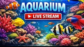 Relaxing Aquarium Live Stream 24/7 | Peaceful Fish Tank in 4K