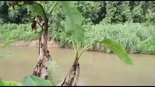KEBUN ATOK - De Sungai