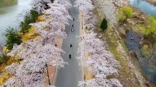 London Cherry Blossom Drone Footage