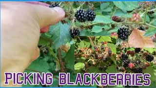 Part 3 - Picking Blackberries in the forest