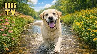 24 Hours of Dog TV for Dogs to Watch 🐕🎵 Relaxing Music for Active Dogs & Emotional Balance 🐾