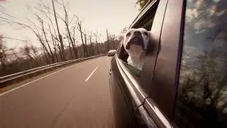 Safe & Stress-Free Pet Travel | Door-to-Door Pet Taxi Service You Can Trust!