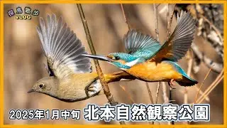 【探鳥散歩 VLOG】北本自然観察公園で探鳥してきました