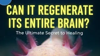 This Animal Can Regrow its Brain: The Axolotl Regeneration Secret